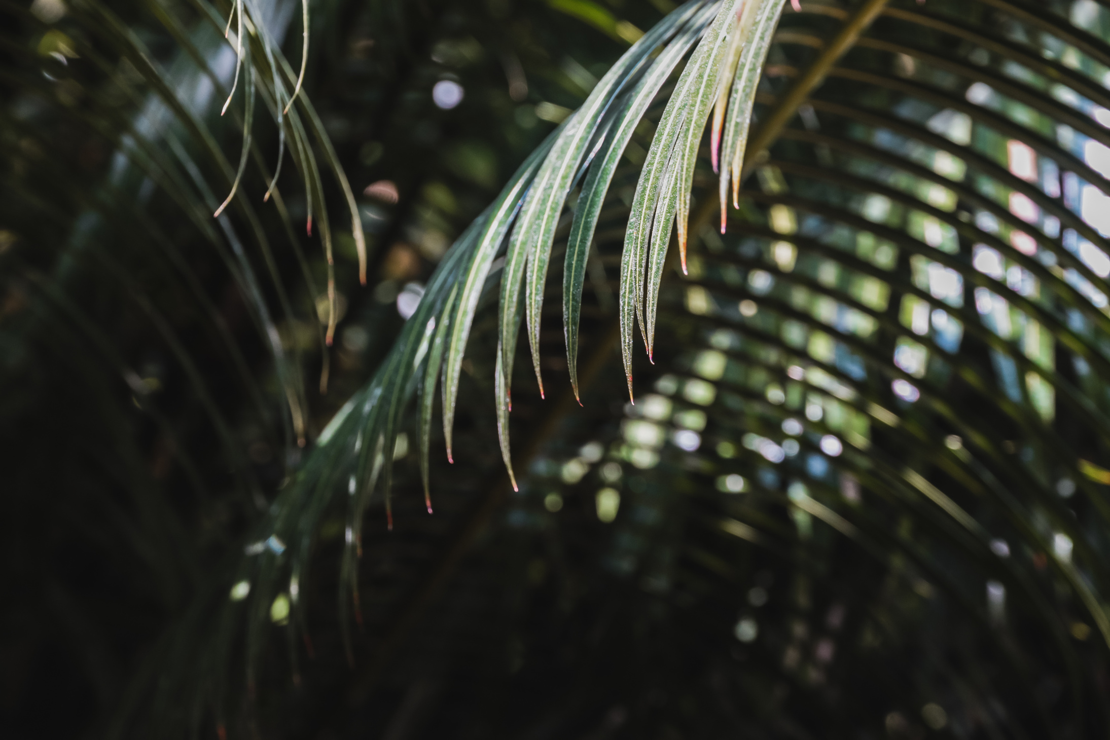 dark jungle palm leaves