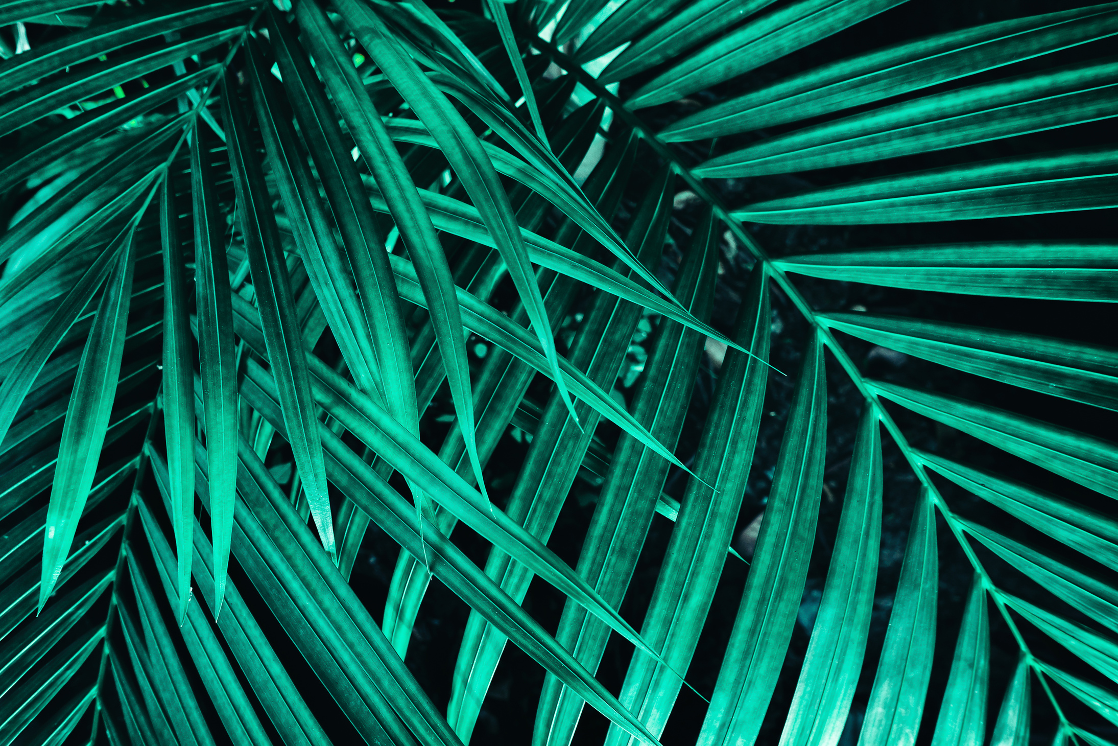 tropical palm leaves