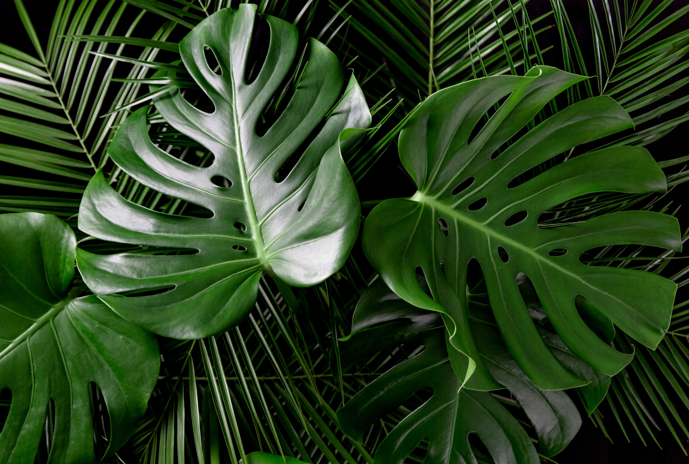 Monstera and palm leaves jungle texture