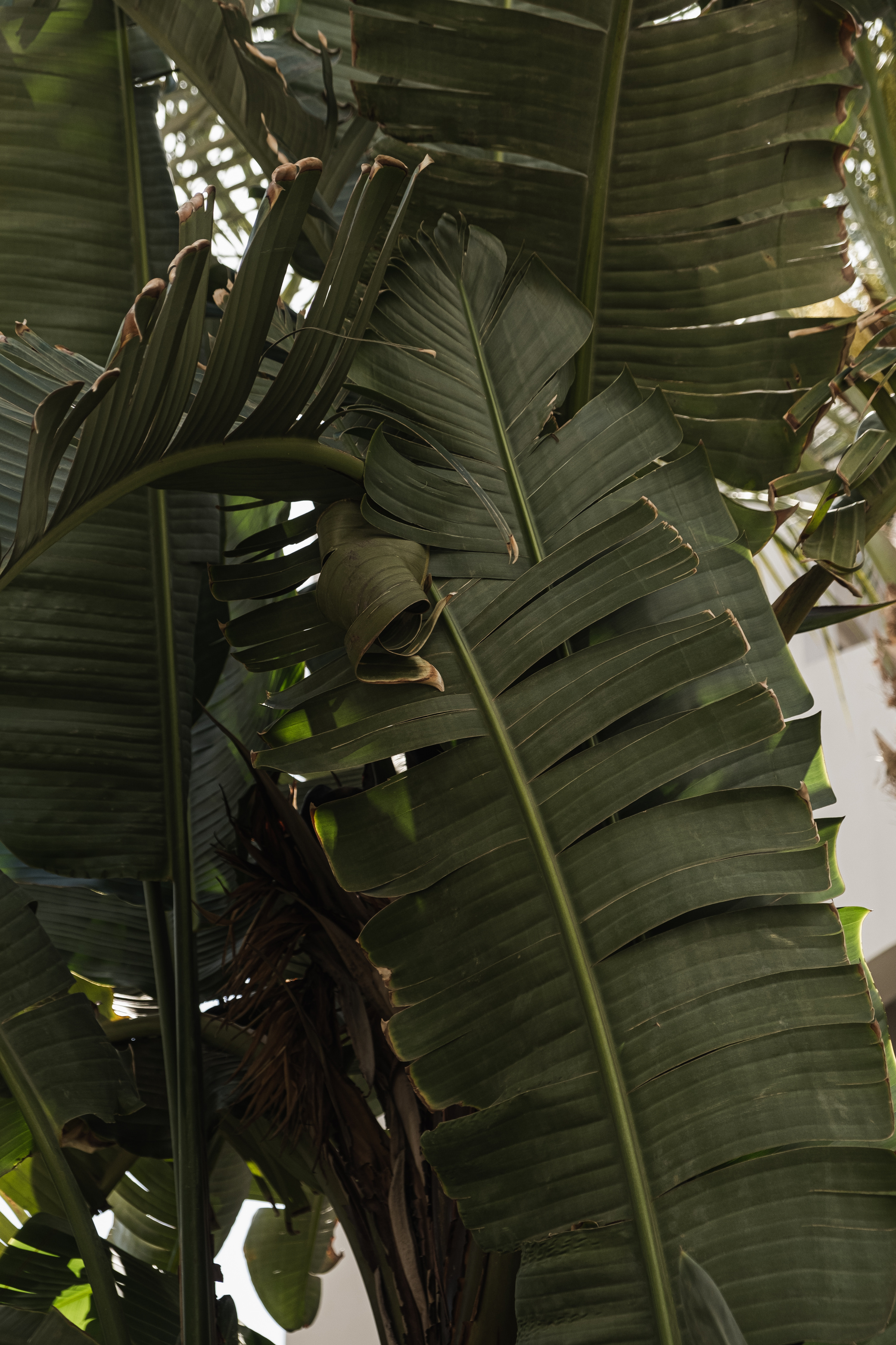 Tropical Palm Leaves 